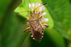 Attēlu rezultāti vaicājumam “Rhopalus maculatus”