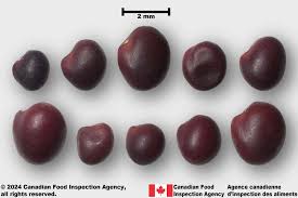 Attēlu rezultāti vaicājumam “Trifolium montanum fruit”