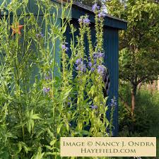 Image result for Campanula americana