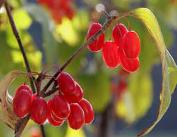 Attēlu rezultāti vaicājumam “Corynephorus canescens fruit”