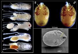 Attēlu rezultāti vaicājumam “Plectocarpon lichenum”