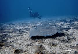 Image result for Bathytoshia centroura