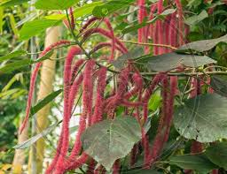 Attēlu rezultāti vaicājumam “Carex appropinquata fruit”