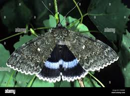 Attēlu rezultāti vaicājumam “Catocala fraxini”