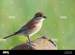 Attēlu rezultāti vaicājumam “Lanius collurio female”