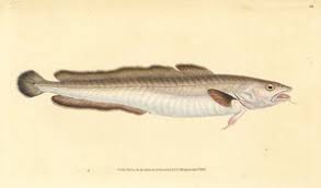 Image result for Merluccius merluccius