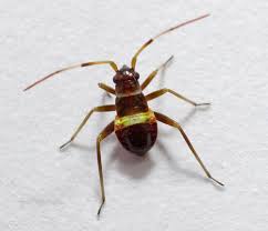 Attēlu rezultāti vaicājumam “Closterotomus biclavatus imago”