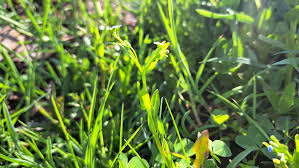 Attēlu rezultāti vaicājumam “Myosotis laxa subsp. baltica”