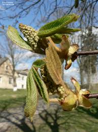 Attēlu rezultāti vaicājumam “Aesculus x hybrida bud”