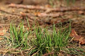 Attēlu rezultāti vaicājumam “Carex ericetorum”