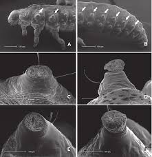 Attēlu rezultāti vaicājumam “Phaedon cochleariae”