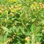 Attēlu rezultāti vaicājumam “Euphorbia palustris fruit”