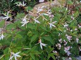 Attēlu rezultāti vaicājumam “Gillenia trifoliata flower”