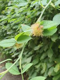 Attēlu rezultāti vaicājumam “Diplolepis rosae”