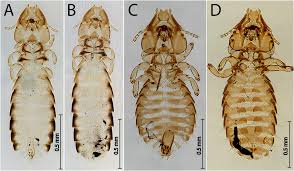 Attēlu rezultāti vaicājumam “Phthiraptera”
