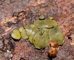 Attēlu rezultāti vaicājumam “Chlorencoelia versiformis”