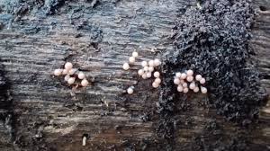 Attēlu rezultāti vaicājumam “Hemitrichia sp.”