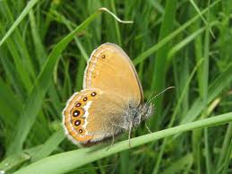 Attēlu rezultāti vaicājumam “Coenonympha hero”