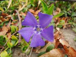 Attēlu rezultāti vaicājumam “Apocynaceae”