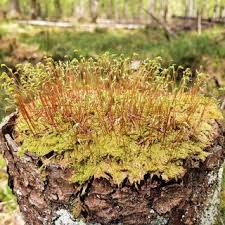 Attēlu rezultāti vaicājumam “Blepharostoma trichophyllum sporophyte”