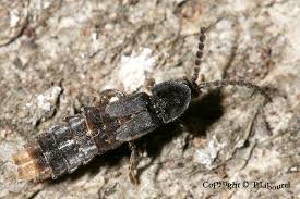 Attēlu rezultāti vaicājumam “Phosphaenus hemipterus”