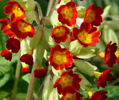 Image result for Primula veris