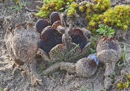 Attēlu rezultāti vaicājumam “Peziza ammophila”