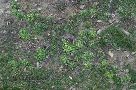 Attēlu rezultāti vaicājumam “Cerastium holosteoides fruit”