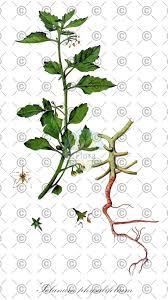 Attēlu rezultāti vaicājumam “Lycopersicon esculentum leaf”