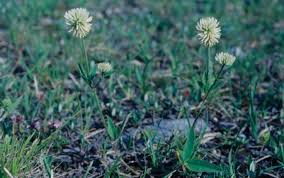 Attēlu rezultāti vaicājumam “Trifolium spadiceum fruit”