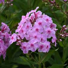 Attēlu rezultāti vaicājumam “Phlox paniculata”