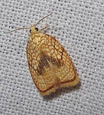 Attēlu rezultāti vaicājumam “Acleris forsskaleana”