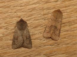 Attēlu rezultāti vaicājumam “Orthosia populeti”