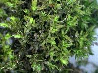 Attēlu rezultāti vaicājumam “Didymodon tophaceus”