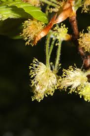 Attēlu rezultāti vaicājumam “Fagus sylvatica male flower”