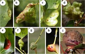 Attēlu rezultāti vaicājumam “Thecabius affinis”