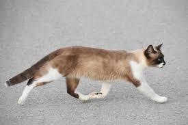 Attēlu rezultāti vaicājumam “Felis silvestris catus”