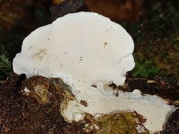 Attēlu rezultāti vaicājumam “Skeletocutis carneogrisea”