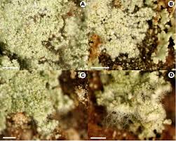 Attēlu rezultāti vaicājumam “Lepraria”