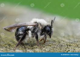 Attēlu rezultāti vaicājumam “Andrena vaga”