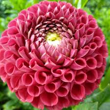 Image result for Dahlia `Red Skin`