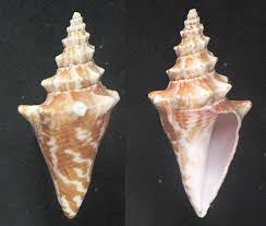 Image result for Aliger gigas