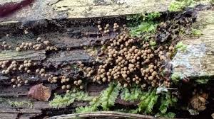 Attēlu rezultāti vaicājumam “Cribraria macrocarpa young”