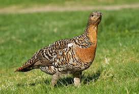 Attēlu rezultāti vaicājumam “Tetrao urogallus female”