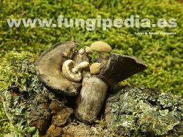 Attēlu rezultāti vaicājumam “Asterophora lycoperdoides”