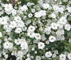 Image result for Gypsophila elegans