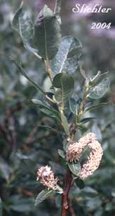 Attēlu rezultāti vaicājumam “Salix myrtilloides”