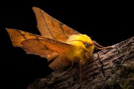 Attēlu rezultāti vaicājumam “Ennomos alniaria”