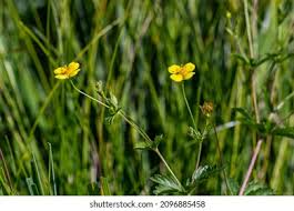 Attēlu rezultāti vaicājumam “Potentilla erecta flower”