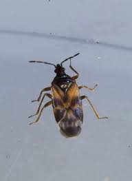 Attēlu rezultāti vaicājumam “Anthocoris nemorum”